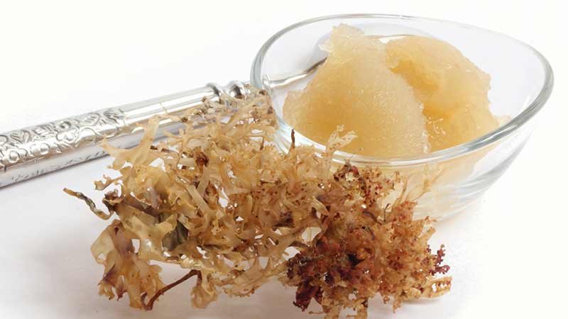 Sea Moss Gel  2 DIY Ways to Make - Detox and Cure