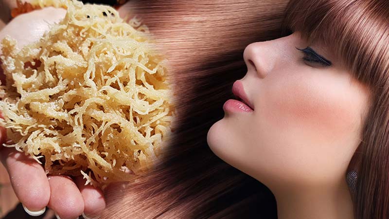 Sea Moss Benefits For Hair and Skin Health - Detox & Cure
