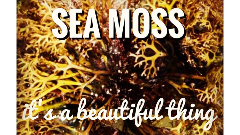 sea moss with text overlat reading 'sea moss, it's a beautiful thing'. This is an image of an olive green species of sea moss on a white background that is full and thick like a tight shrub with lighter sea moss thalus (or branches) towards the outside while the center of the image is like looking in to the depth of the shrub where the sea moss is thicker in a bunched type formation and much darker - www.detoxandcure.com