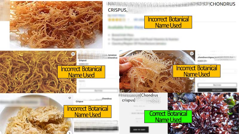 How-to-Spot-Fake-Sea-Moss-with-4-Tips-on-Buying-Real-Sea-Moss---www.detoxandcure.com - sea moss shown on various online listings that are using the incorrect botanical name - top left 5 images of golden sea moss using incorrect botanical name - bottom right purple image of chondrus crispus using correct name