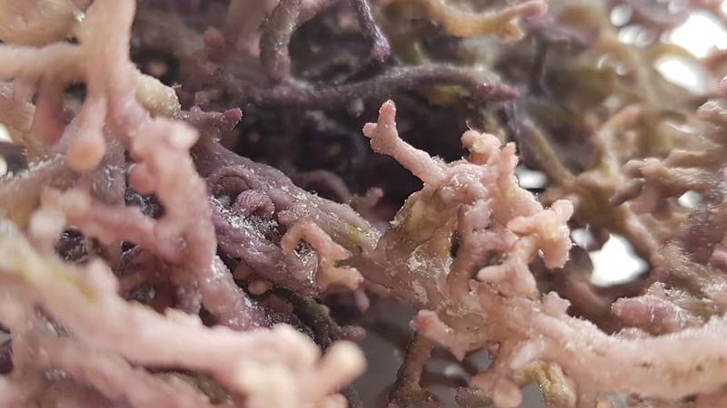 purple sea moss that is of a lower grade which has been eaten by small fish during the earlier stages of growing. This is a closeup of small sea moss thalus, or branches, which have been turned into nobbly ends based on the tender shoots having been eaten by fish